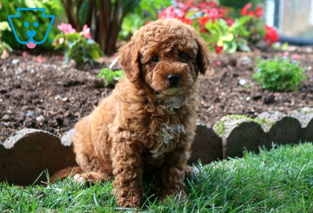 Cookie Toy Goldendoodle image