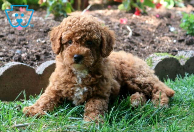 Cookie Toy Goldendoodle2 image