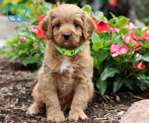 Cooper Cavapoo