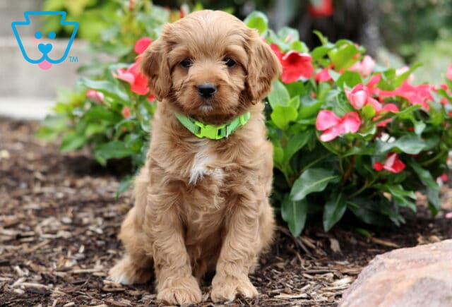Cooper Cavapoo image