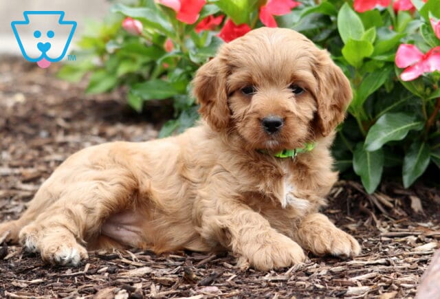 Cooper Cavapoo2 image