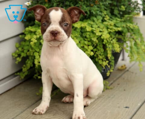 Chocolate and white Boston Terrier puppy with a full white body and dark brown facial markings, sitting attentively on a wooden porch in front of a lush green hanging plant.