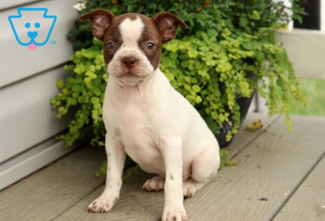 Chocolate and white Boston Terrier puppy with a full white body and dark brown facial markings, sitting attentively on a wooden porch in front of a lush green hanging plant. image