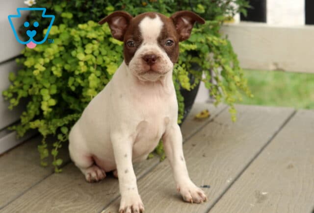 Mostly white Boston Terrier puppy with a symmetrical chocolate mask and bright, alert eyes, sitting proudly on a wooden porch beside a cascading green planter. image