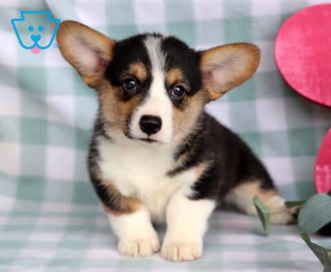 Cowboy Welsh Corgi