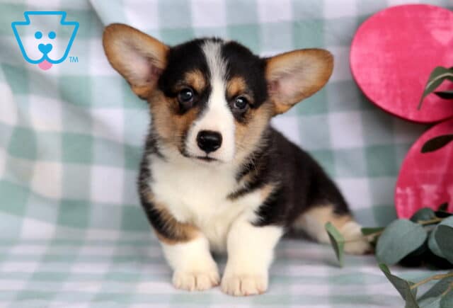 Cowboy Welsh Corgi image