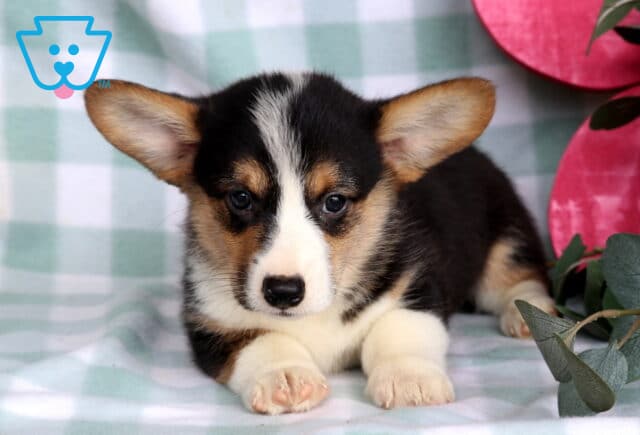 Cowboy Welsh Corgi2 image