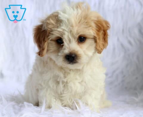 Cream and white Maltese mix puppy with a fluffy, wavy coat sitting on a soft white faux fur blanket, featuring sweet dark eyes, apricot ears, and an irresistibly cuddly expression.