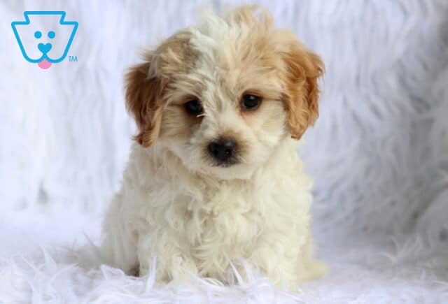 Cream and white Maltese mix puppy with a fluffy, wavy coat sitting on a soft white faux fur blanket, featuring sweet dark eyes, apricot ears, and an irresistibly cuddly expression. image