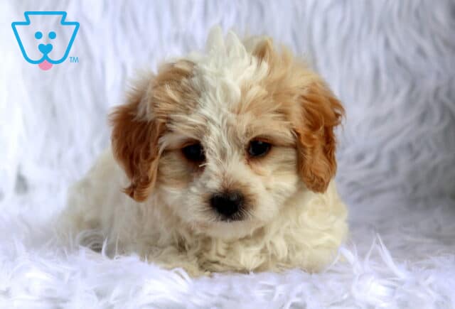 Adorable cream and white Maltese mix puppy relaxing on a plush white faux fur blanket, showing off a soft curly coat, floppy apricot ears, and a calm, cuddly expression. image