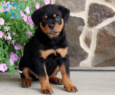 Alert Rottweiler puppy with glossy black fur and rich tan markings sitting proudly beside cascading pink flowers, photographed against a rustic stone wall with an attentive, gentle gaze.