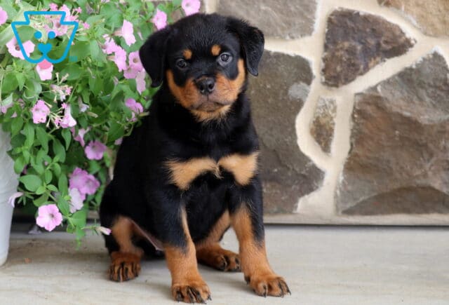 Alert Rottweiler puppy with glossy black fur and rich tan markings sitting proudly beside cascading pink flowers, photographed against a rustic stone wall with an attentive, gentle gaze. image