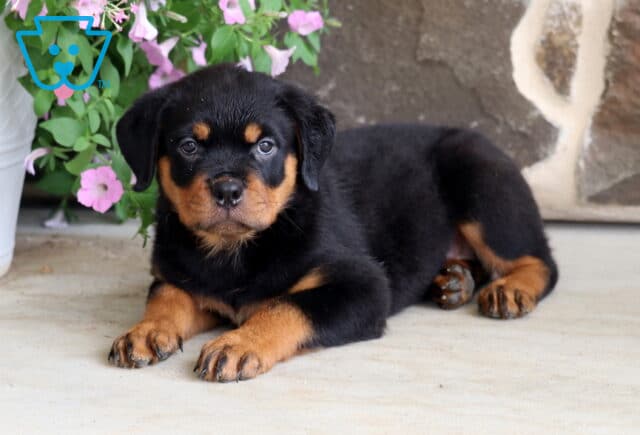 Playful Rottweiler puppy with bold black and tan markings lying comfortably on a patio, gazing into the camera beside a pot of pink flowers with a textured stone wall in the background. image