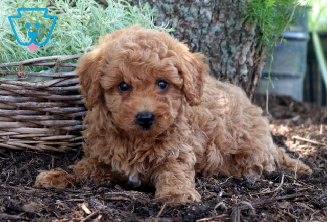 Daisy Cockapoo image