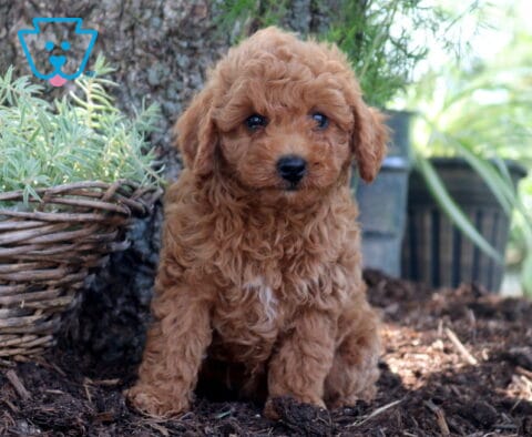 Daisy Cockapoo2