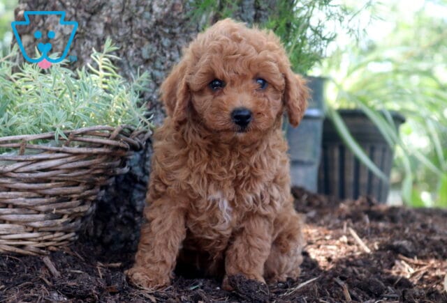 Daisy Cockapoo2 image