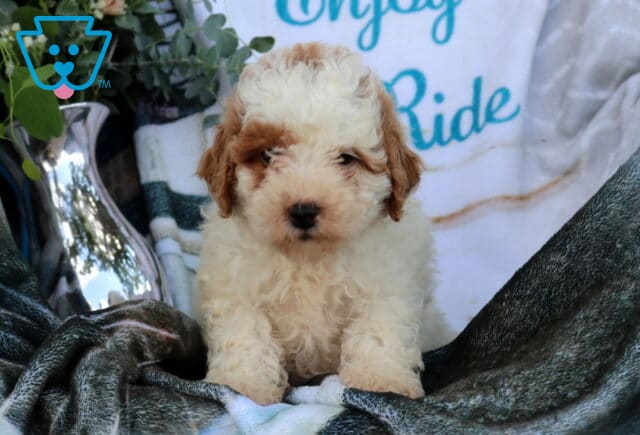 Daisy Mini Poodle image