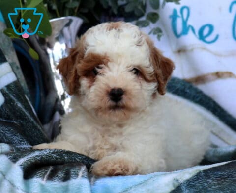 Daisy Mini Poodle2