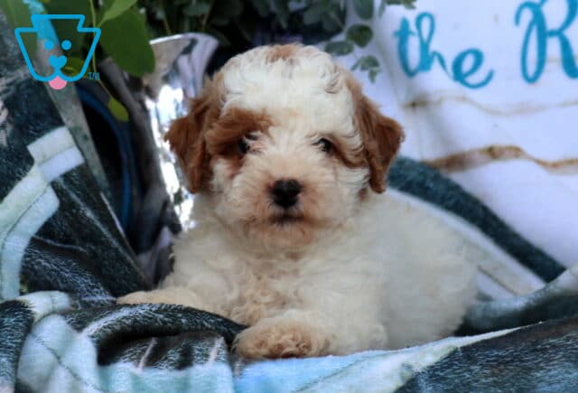 Daisy Mini Poodle2 image