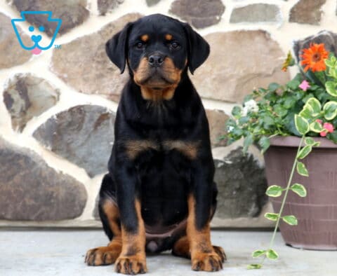 Daisy Rottweiler
