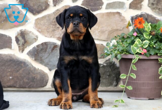 Rottweiler puppy sitting proudly in front of a rustic stone wall beside a colorful flower planter, showcasing a glossy black and mahogany coat with an alert, confident expression. image
