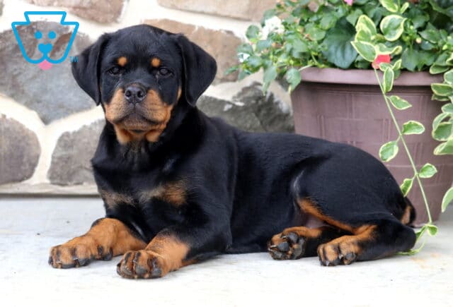 Beautiful Rottweiler puppy relaxing beside a flower planter in front of a stone wall, displaying a sleek black coat, rich rust markings, and a calm, gentle expression. image