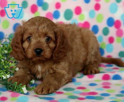 Dalilah Cavapoo