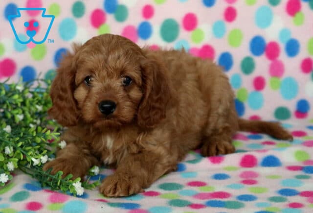 Dalilah Cavapoo image