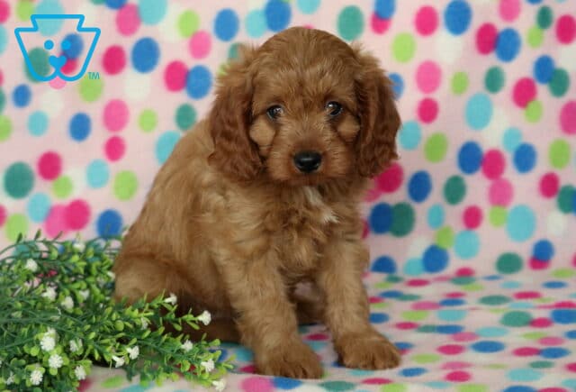 Dalilah Cavapoo2 image