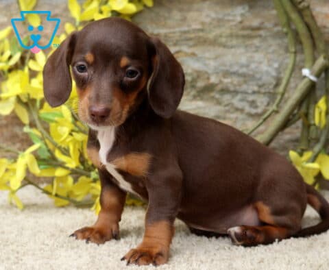 Dalilah Mini Dachshund