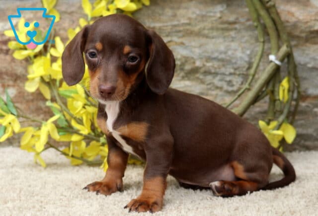 Dalilah Mini Dachshund image