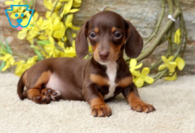Dalilah Mini Dachshund2 image