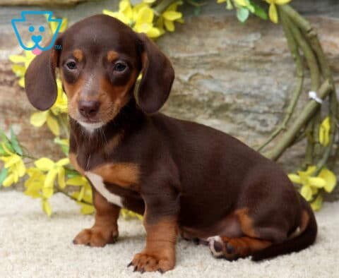 Dallas Mini Dachshund