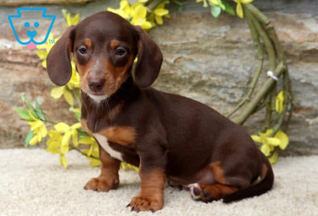 Dallas Mini Dachshund image
