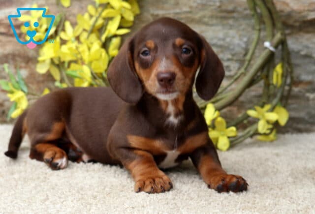 Dallas Mini Dachshund2 image