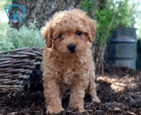 Dee Cockapoo