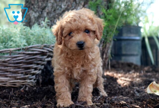 Dee Cockapoo image