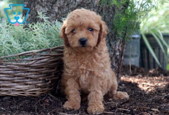 Dee Cockapoo2 image