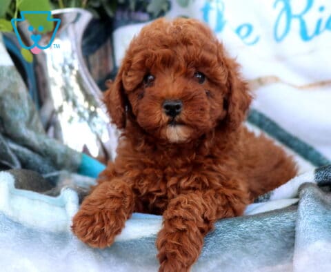 Demi Mini Poodle