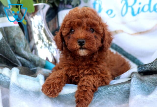 Demi Mini Poodle image