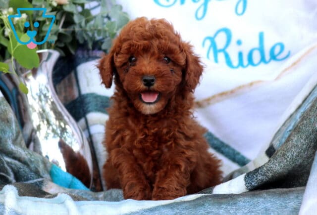 Demi Mini Poodle2 image