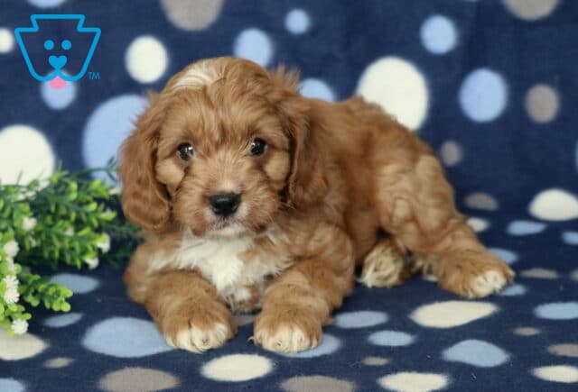 Devon Cavapoo image