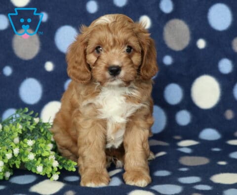 Devon Cavapoo2