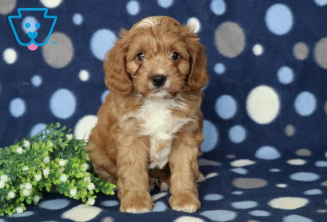 Devon Cavapoo2 image