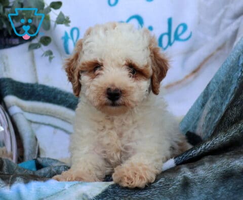 Dexter Mini Poodle