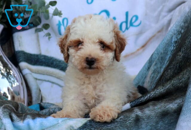 Dexter Mini Poodle image