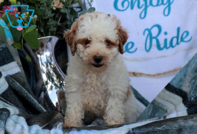 Dexter Mini Poodle2 image