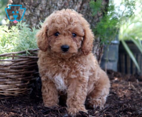 Diamond Cockapoo