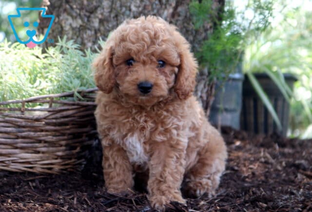 Diamond Cockapoo image