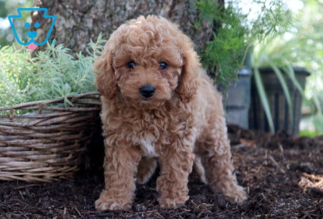 Diamond Cockapoo2 image